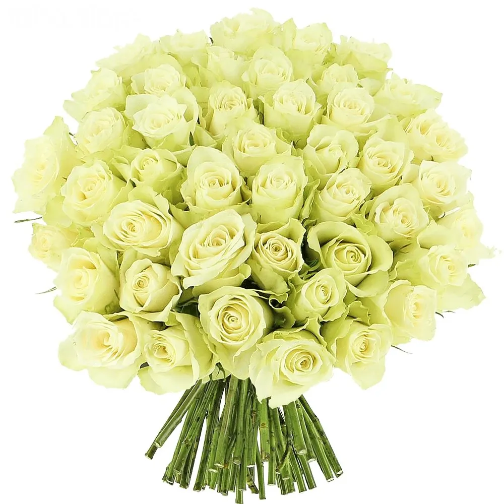 Розы Кения белые